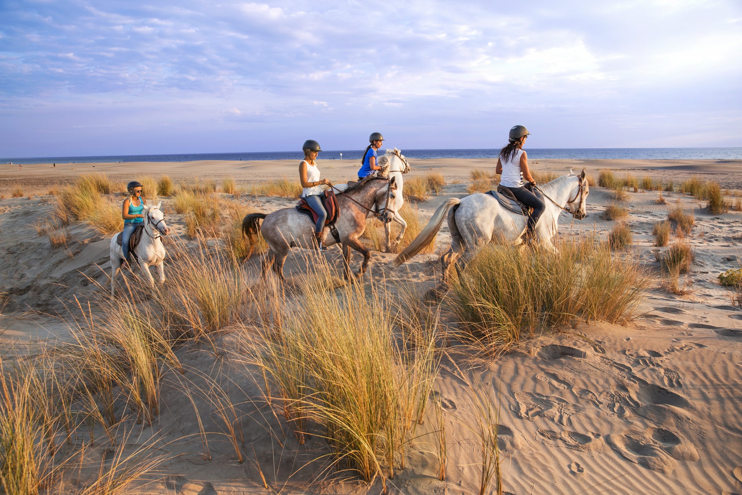 chevaux en camargue